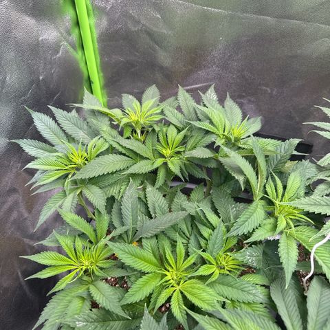 Big Buddha Cheese growlog timeline photo