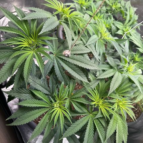 Lemon Ice  growlog timeline photo