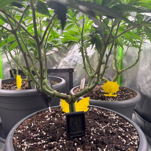 Lemon Ice  growlog timeline photo