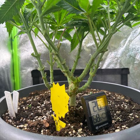 Big Buddha Cheese growlog timeline photo