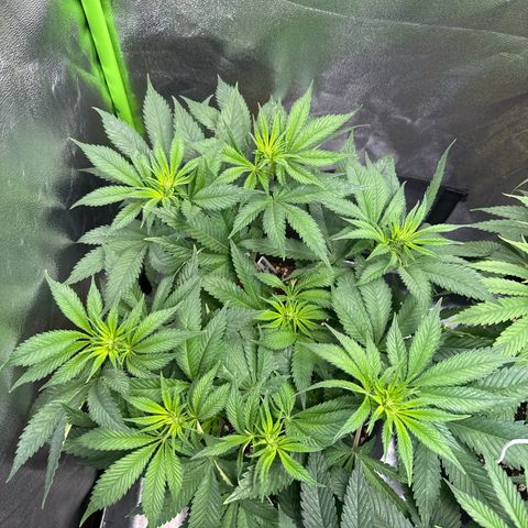 Big Buddha Cheese growlog timeline photo