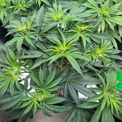 Lemon Ice  growlog timeline photo