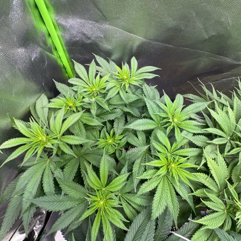 Big Buddha Cheese growlog timeline photo