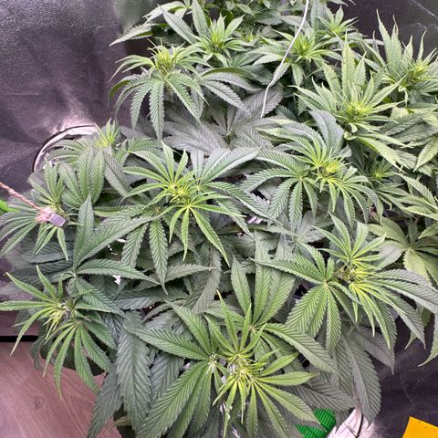 Lemon Ice  growlog timeline photo