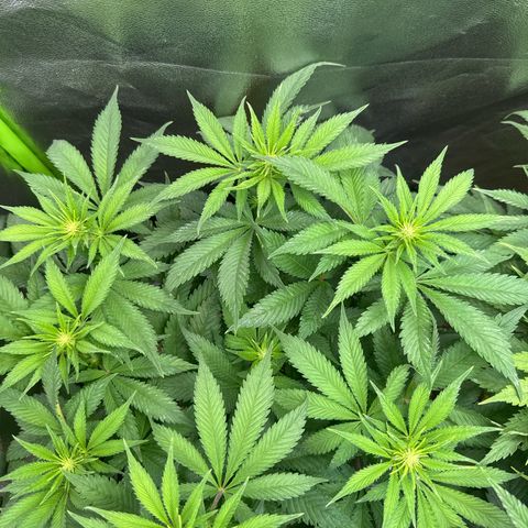 Big Buddha Cheese growlog timeline photo