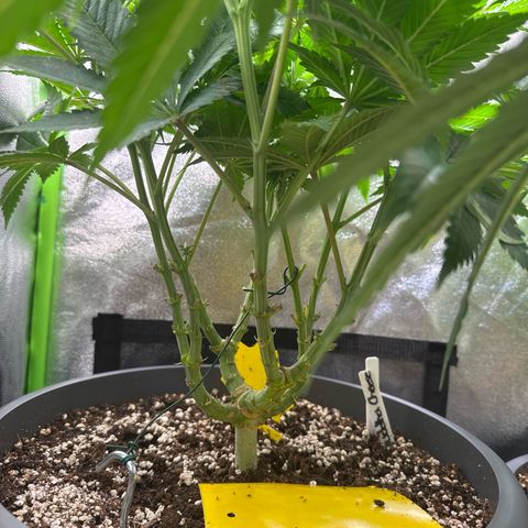 Big Buddha Cheese growlog timeline photo