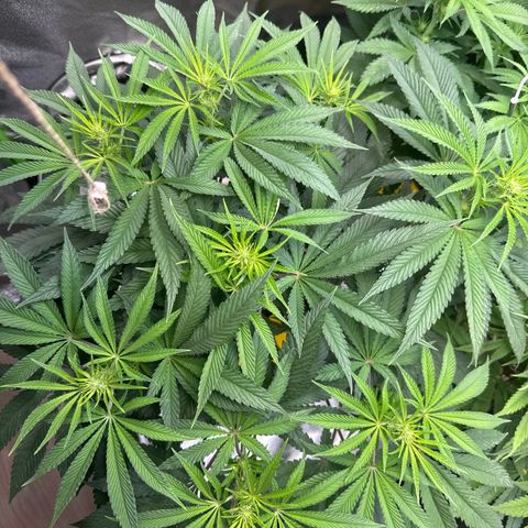 Lemon Ice  growlog timeline photo