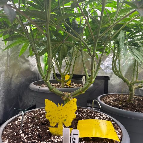 Lemon Ice  growlog timeline photo