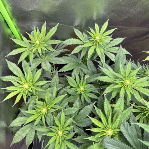 Big Buddha Cheese growlog timeline photo