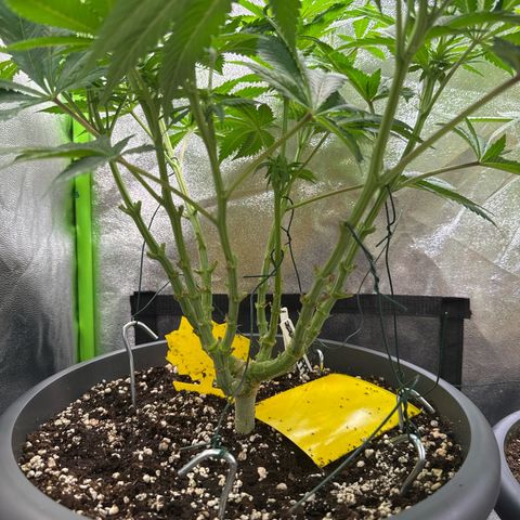 Big Buddha Cheese growlog timeline photo