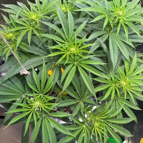 Lemon Ice  growlog timeline photo