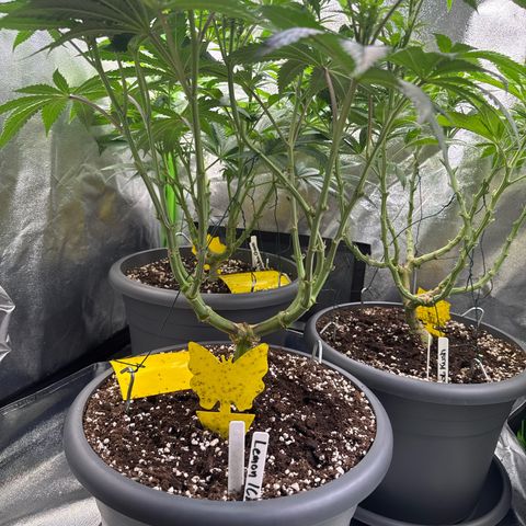 Lemon Ice  growlog timeline photo