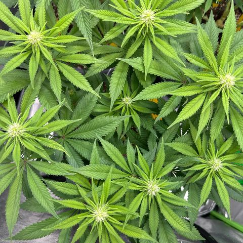 Big Buddha Cheese growlog timeline photo