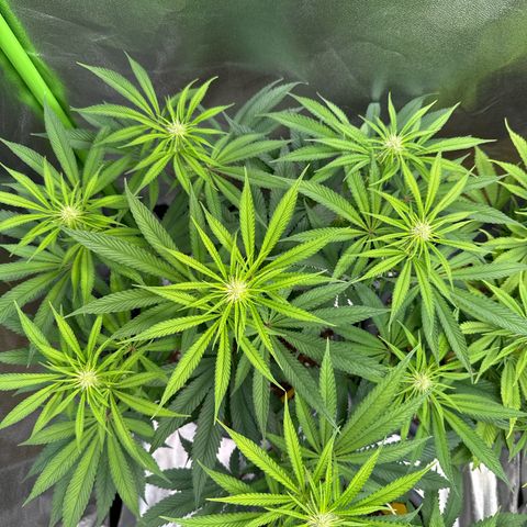 Lemon Ice  growlog timeline photo