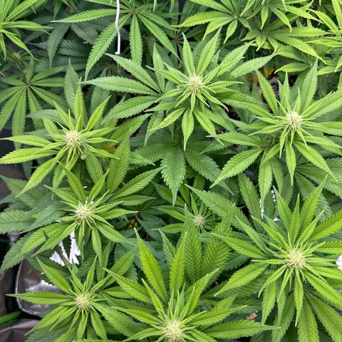 Big Buddha Cheese growlog timeline photo