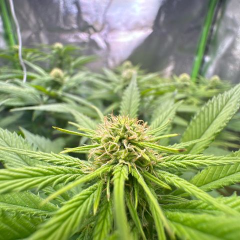 Big Buddha Cheese growlog timeline photo