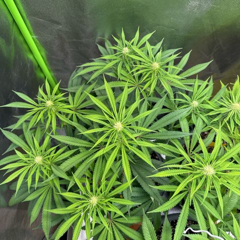 Lemon Ice  growlog timeline photo