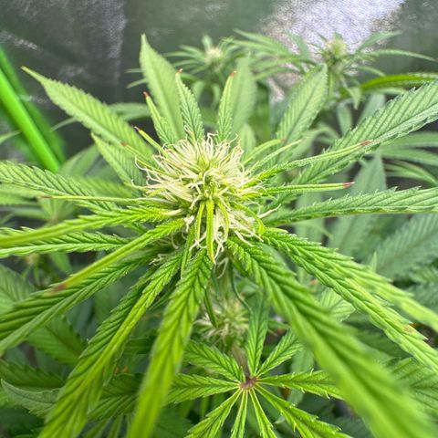 Lemon Ice  growlog timeline photo