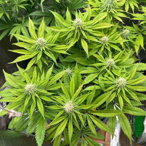 Big Buddha Cheese growlog timeline photo