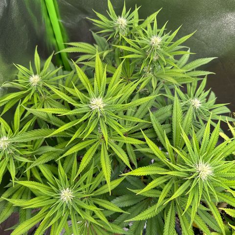 Lemon Ice  growlog timeline photo