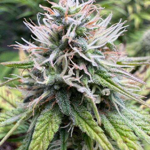 Big Buddha Cheese growlog timeline photo