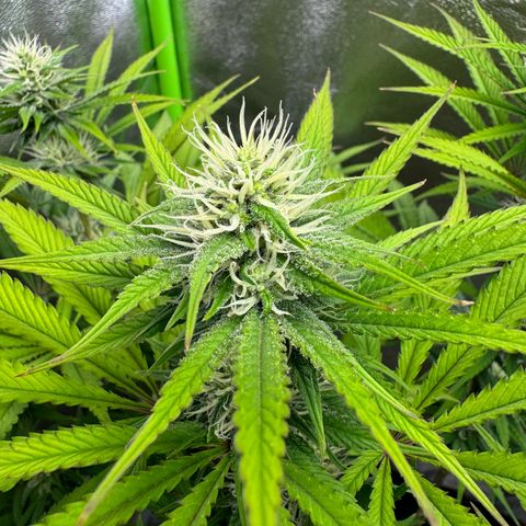 Lemon Ice  growlog timeline photo
