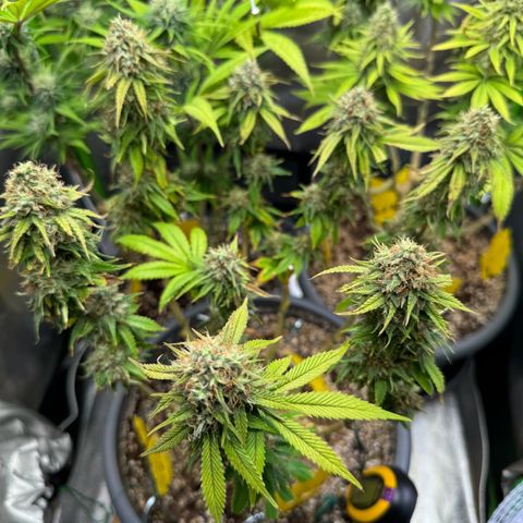 Big Buddha Cheese growlog timeline photo