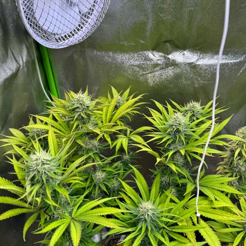 Lemon Ice  growlog timeline photo
