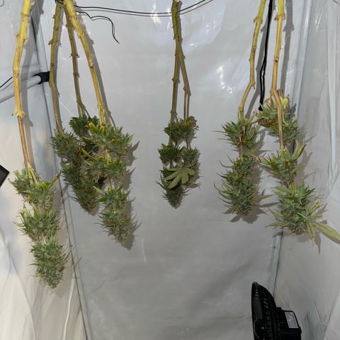 Big Buddha Cheese growlog timeline photo