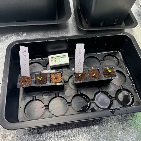Gelato growlog timeline photo