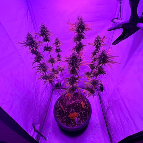 Lemon Ice  growlog timeline photo