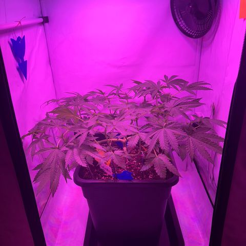 Gelato growlog timeline photo