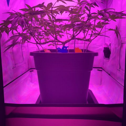 Gelato growlog timeline photo