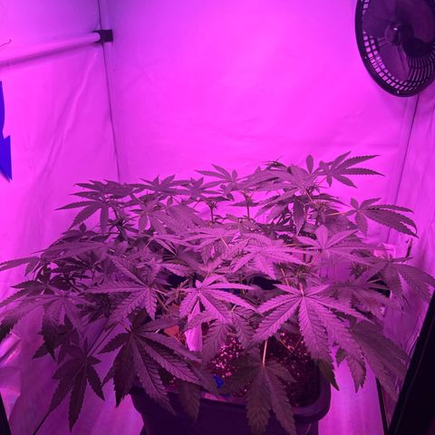 Gelato growlog timeline photo