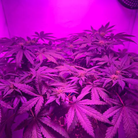 Gelato growlog timeline photo