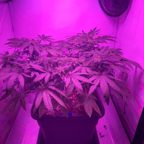 Gelato growlog timeline photo