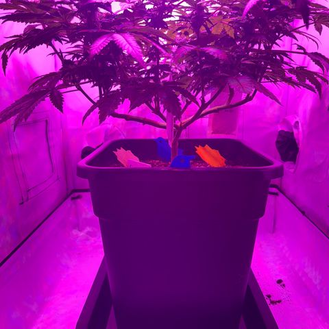 Gelato growlog timeline photo