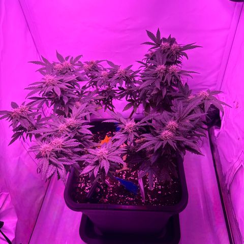 Gelato growlog timeline photo