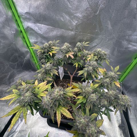 Gelato growlog timeline photo