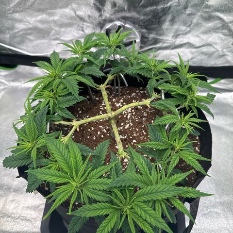 Thai Dream#1 growlog timeline photo