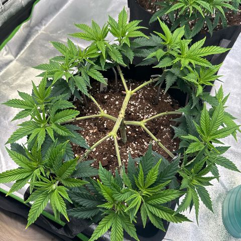 Thai Dream#2 growlog timeline photo