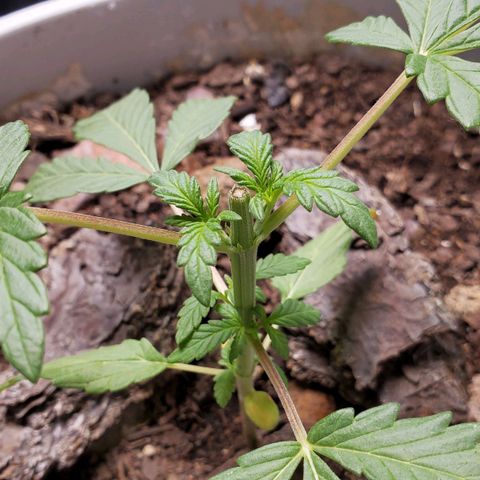 Genética desconocida growlog timeline photo