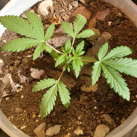 Genética desconocida growlog timeline photo