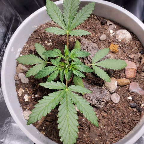 Genética desconocida growlog timeline photo