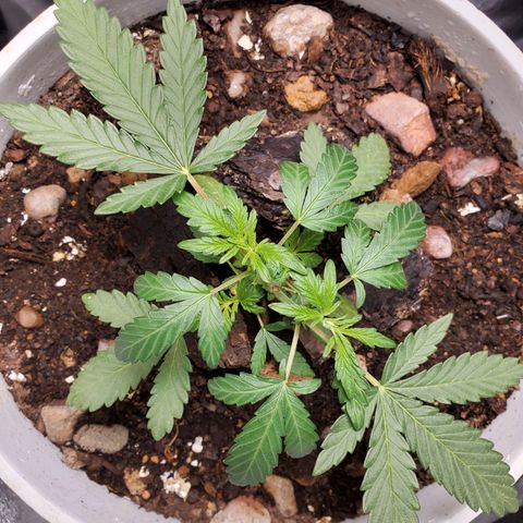 Genética desconocida growlog timeline photo