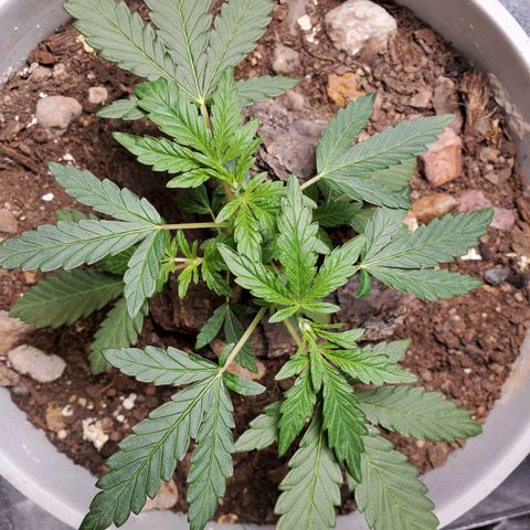 Genética desconocida growlog timeline photo