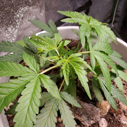 Genética desconocida growlog timeline photo