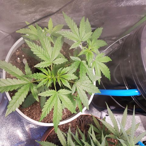 Genética desconocida growlog timeline photo