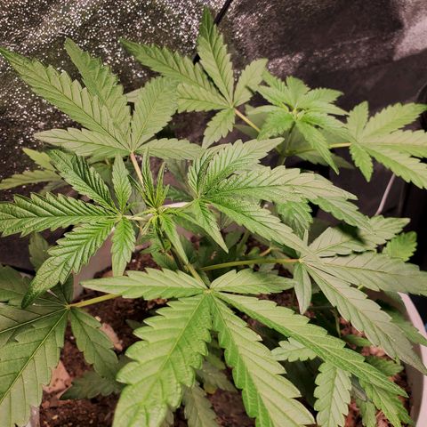 Genética desconocida growlog timeline photo