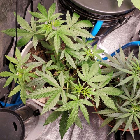 Genética desconocida growlog timeline photo